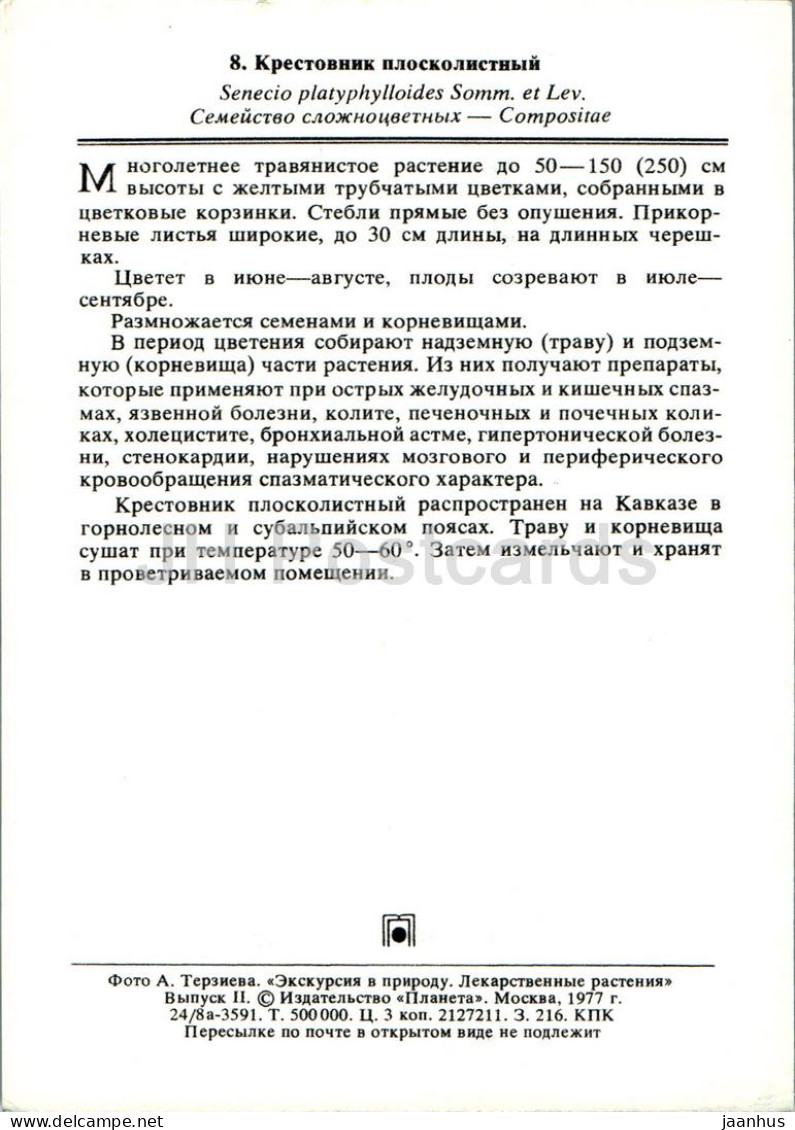 Senecio Platyphylloides - Flat-leaved Senecio - Medicinal Plants - 1977 - Russia USSR - Unused - Plantes Médicinales