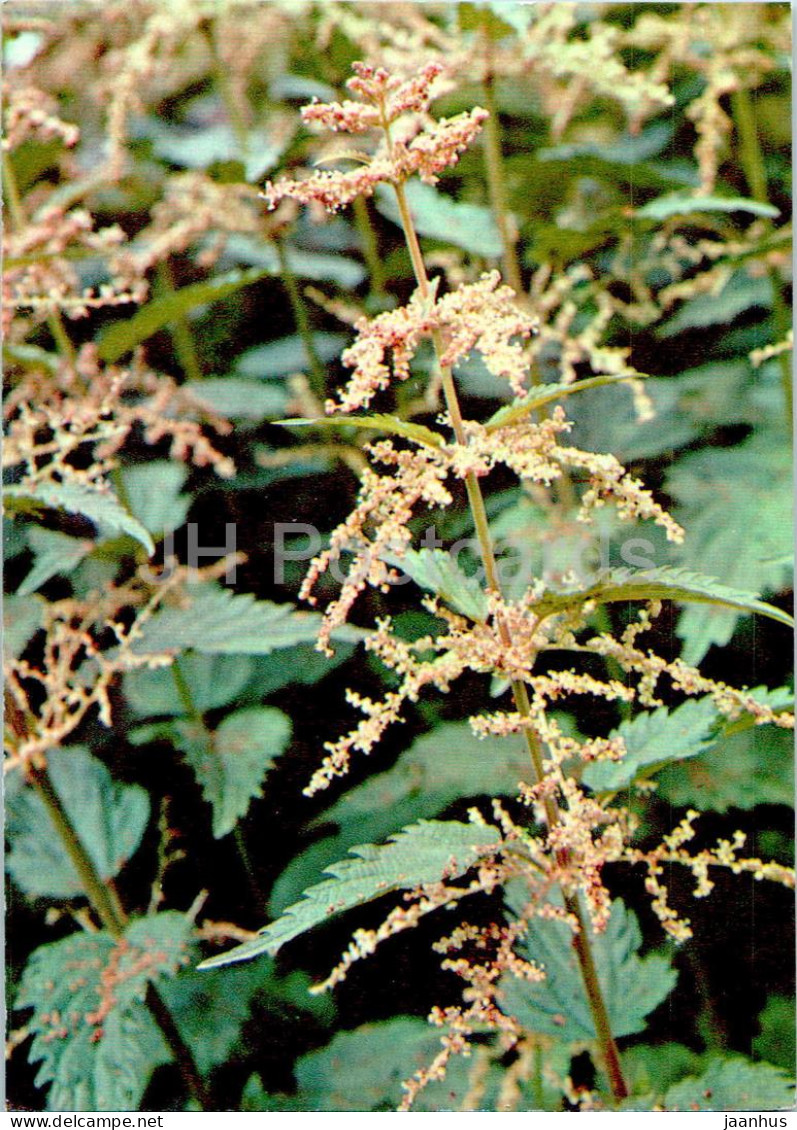 Urtica Dioica - Common Nettle - Medicinal Plants - 1977 - Russia USSR - Unused - Plantes Médicinales