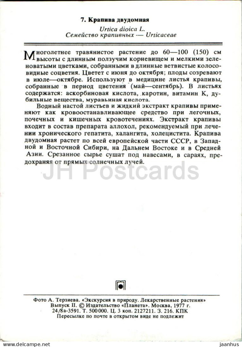 Urtica Dioica - Common Nettle - Medicinal Plants - 1977 - Russia USSR - Unused - Plantes Médicinales