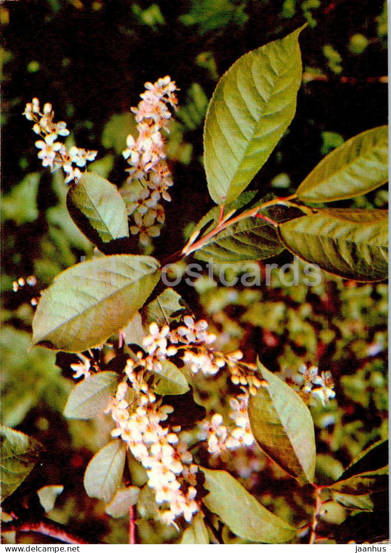 Padus Racemosa - Bird Cherry - Medicinal Plants - 1977 - Russia USSR - Unused - Plantes Médicinales