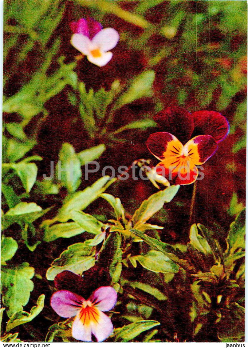 Viola Tricolor - Wild Pansy - Medicinal Plants - 1977 - Russia USSR - Unused - Plantes Médicinales