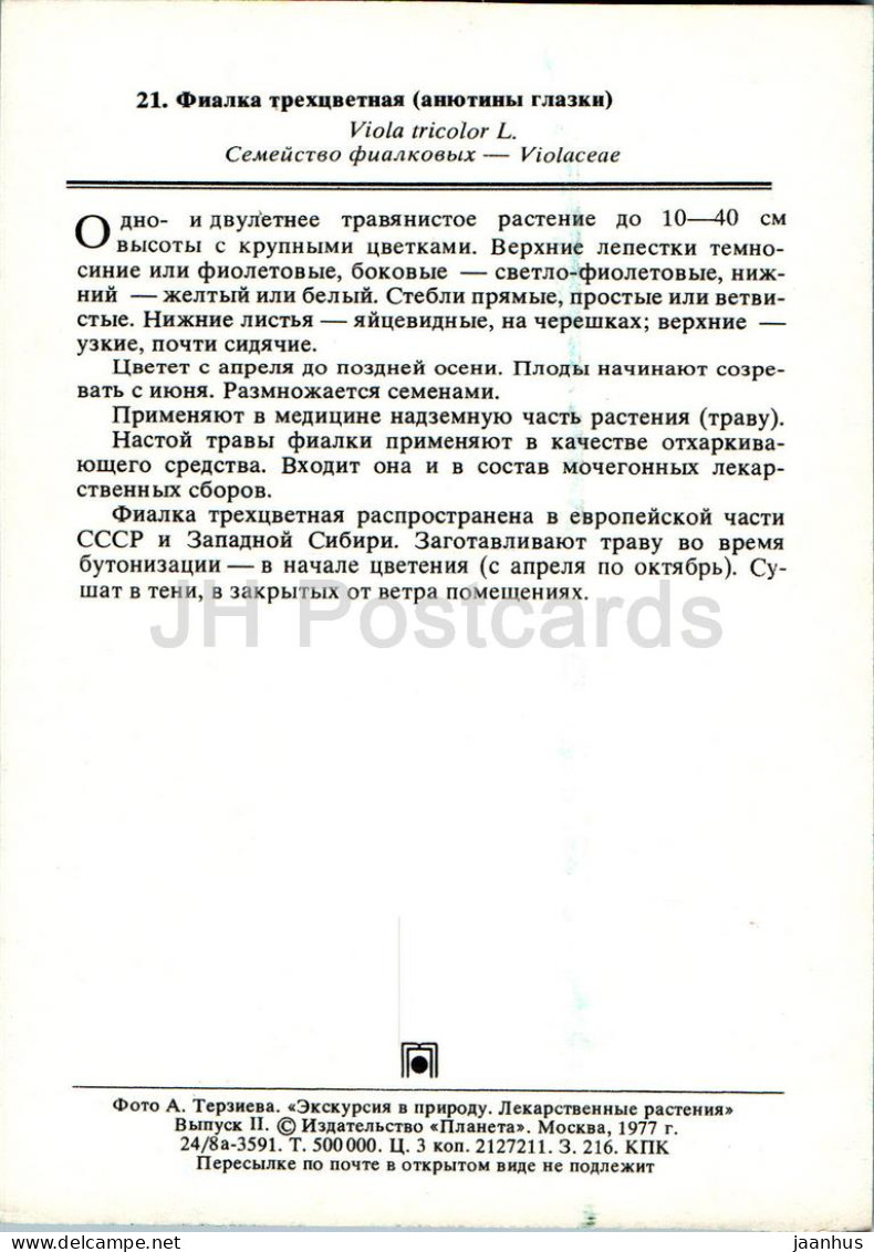 Viola Tricolor - Wild Pansy - Medicinal Plants - 1977 - Russia USSR - Unused - Plantes Médicinales