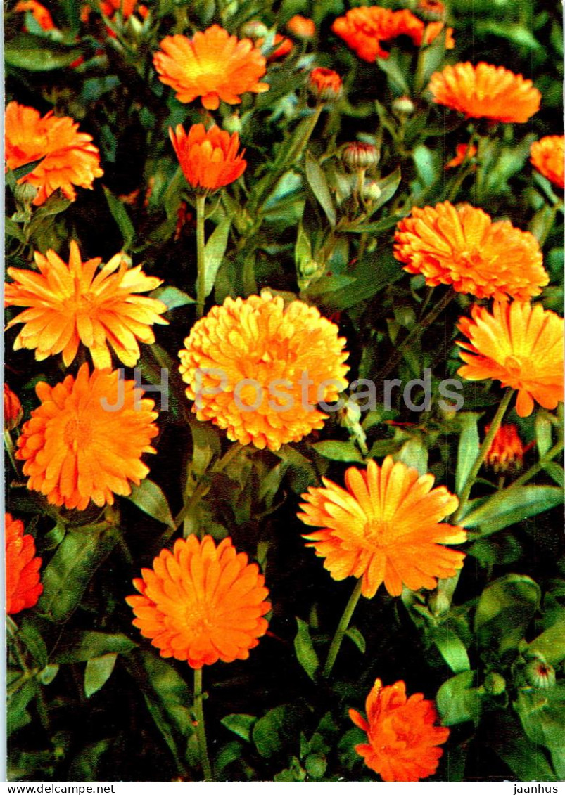 Calendula Officinalis - Pot Marigold - Medicinal Plants - 1977 - Russia USSR - Unused - Plantes Médicinales