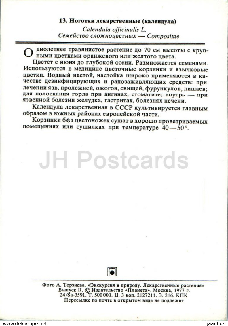 Calendula Officinalis - Pot Marigold - Medicinal Plants - 1977 - Russia USSR - Unused - Geneeskrachtige Planten