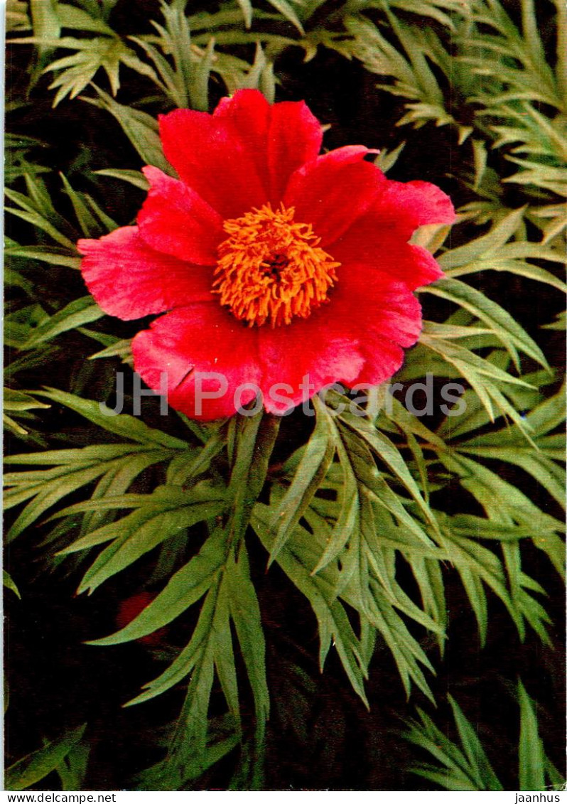 Paeonia Anomala - Peony - Medicinal Plants - 1977 - Russia USSR - Unused - Piante Medicinali