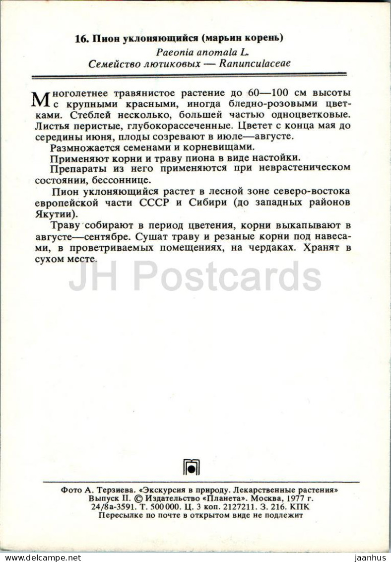 Paeonia Anomala - Peony - Medicinal Plants - 1977 - Russia USSR - Unused - Piante Medicinali
