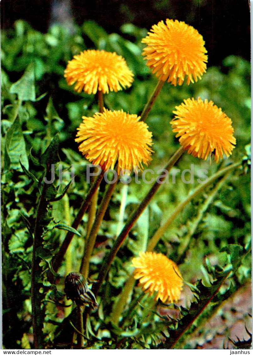 Taraxacum Officinale - Dandelion - Medicinal Plants - 1977 - Russia USSR - Unused - Piante Medicinali