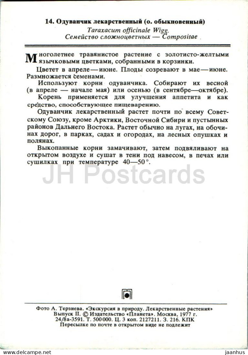 Taraxacum Officinale - Dandelion - Medicinal Plants - 1977 - Russia USSR - Unused - Medicinal Plants