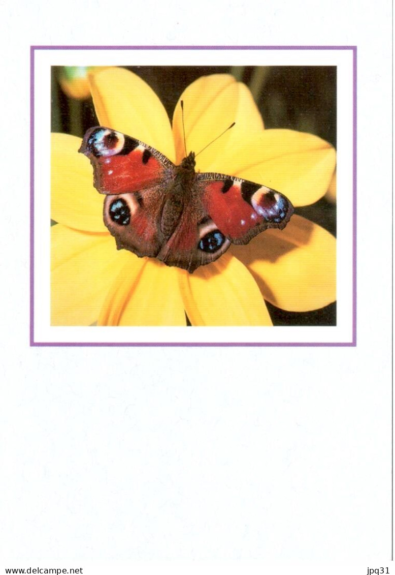 Série 5 Cartes Doubles Papillons Divers - Papillons