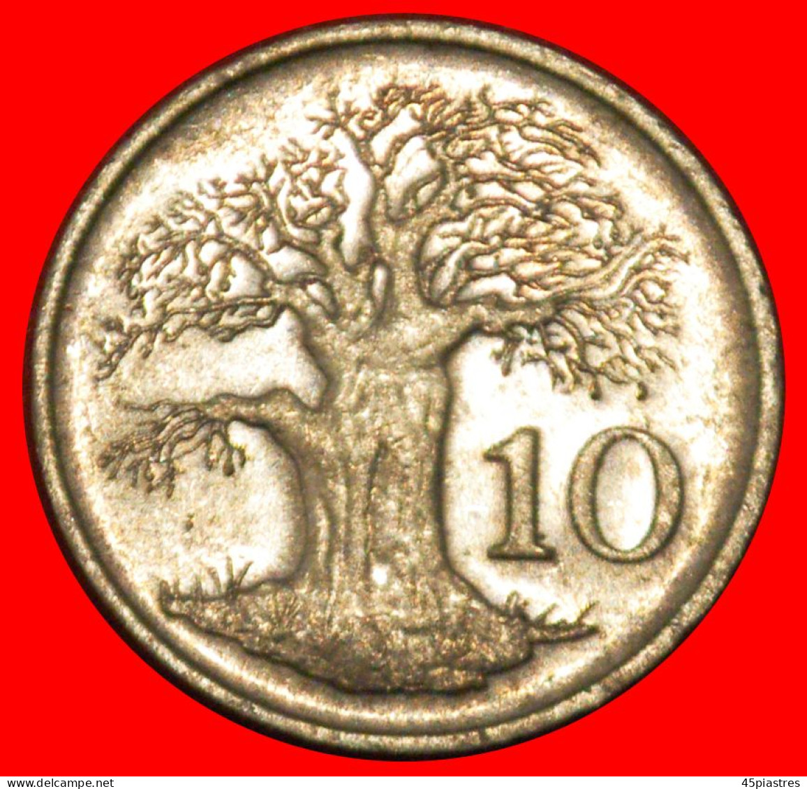 * GREAT BRITAIN (1980-1999): ZIMBABWE  10 CENTS 1997 BAOBAB! · LOW START · NO RESERVE! - Simbabwe