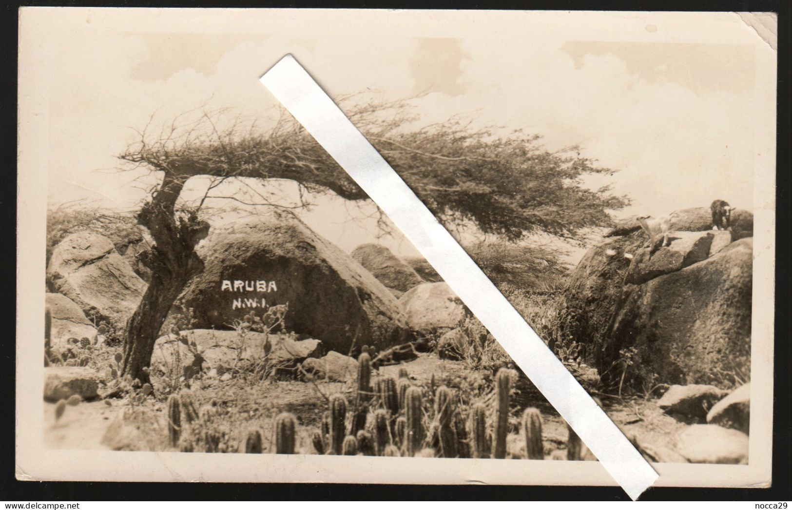 NETHERLANDS ANTILLES - ANTILLE OLANDESI - ARUBA - 1947 - FOTOCARTOLINA - PHOTOCARD - Aruba