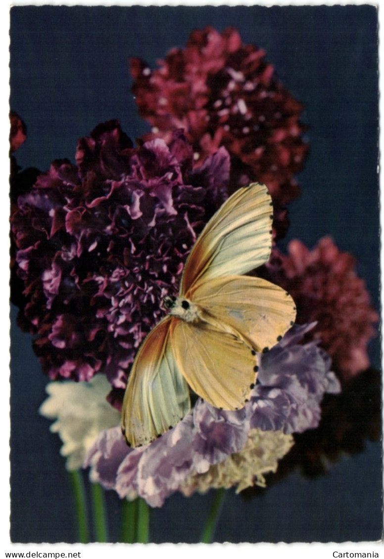 Papillon - Papillons