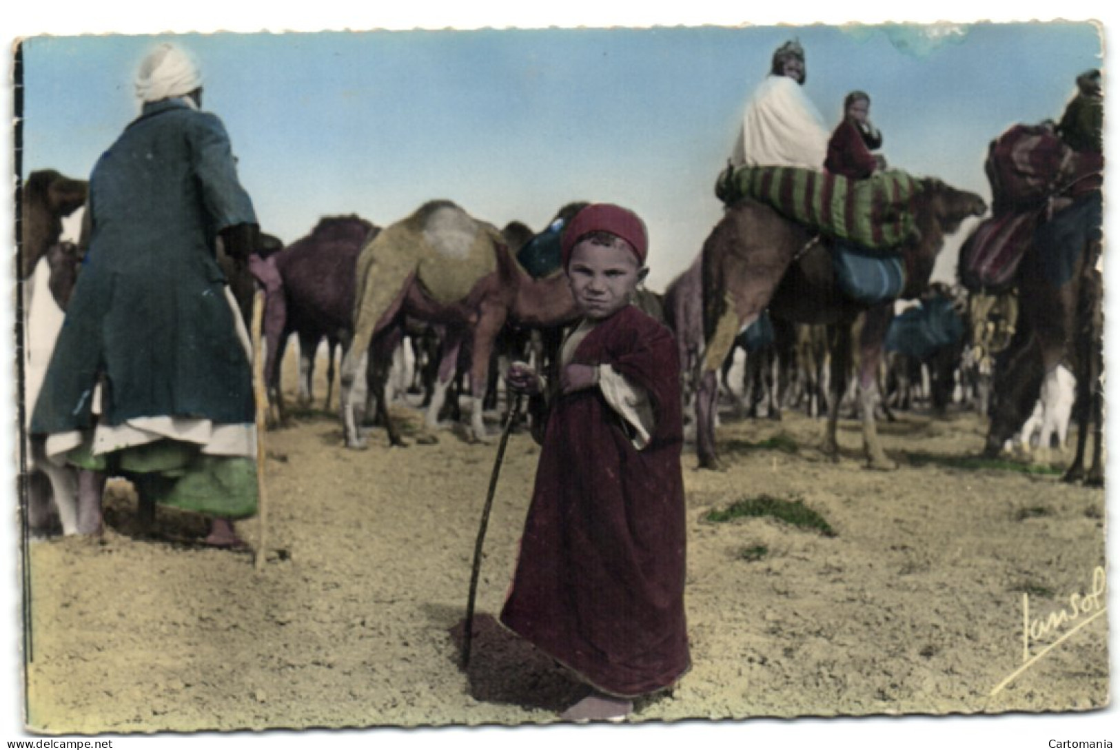 Scènes Et Types - Les Chameliers - Djelfa