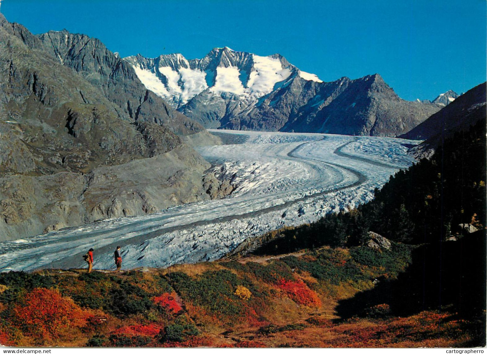 Switzerland Wallis Naturschutzgebiet Aletschwald Am Grossen Aletgletscher - Wald