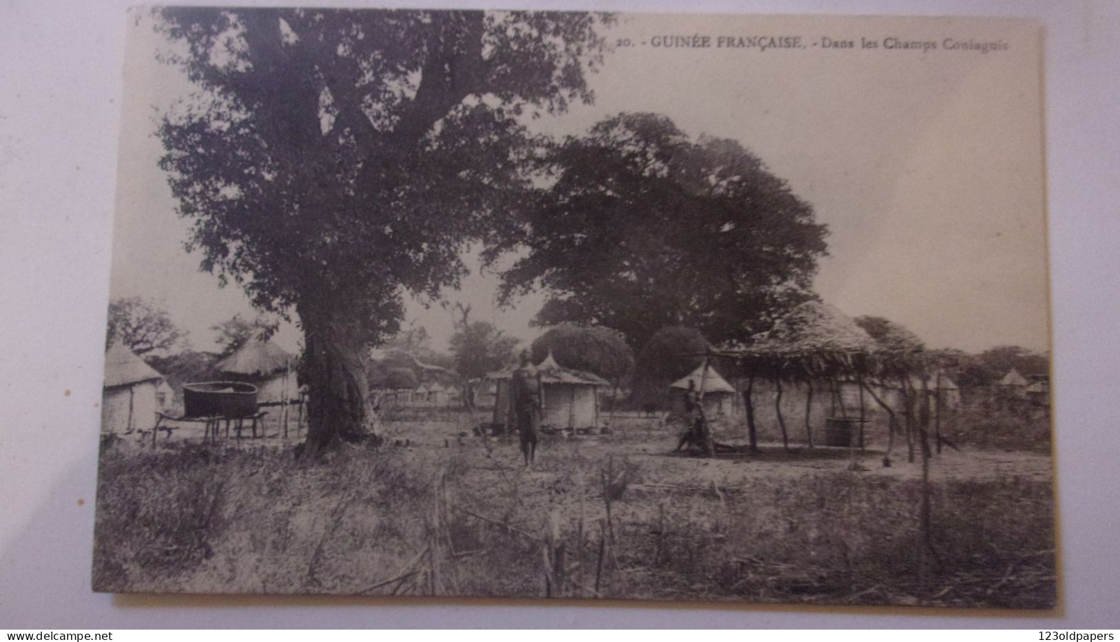 A.O.F. Guinee Française -  DANS LES CHAMPS CONIAGUIS - French Guinea