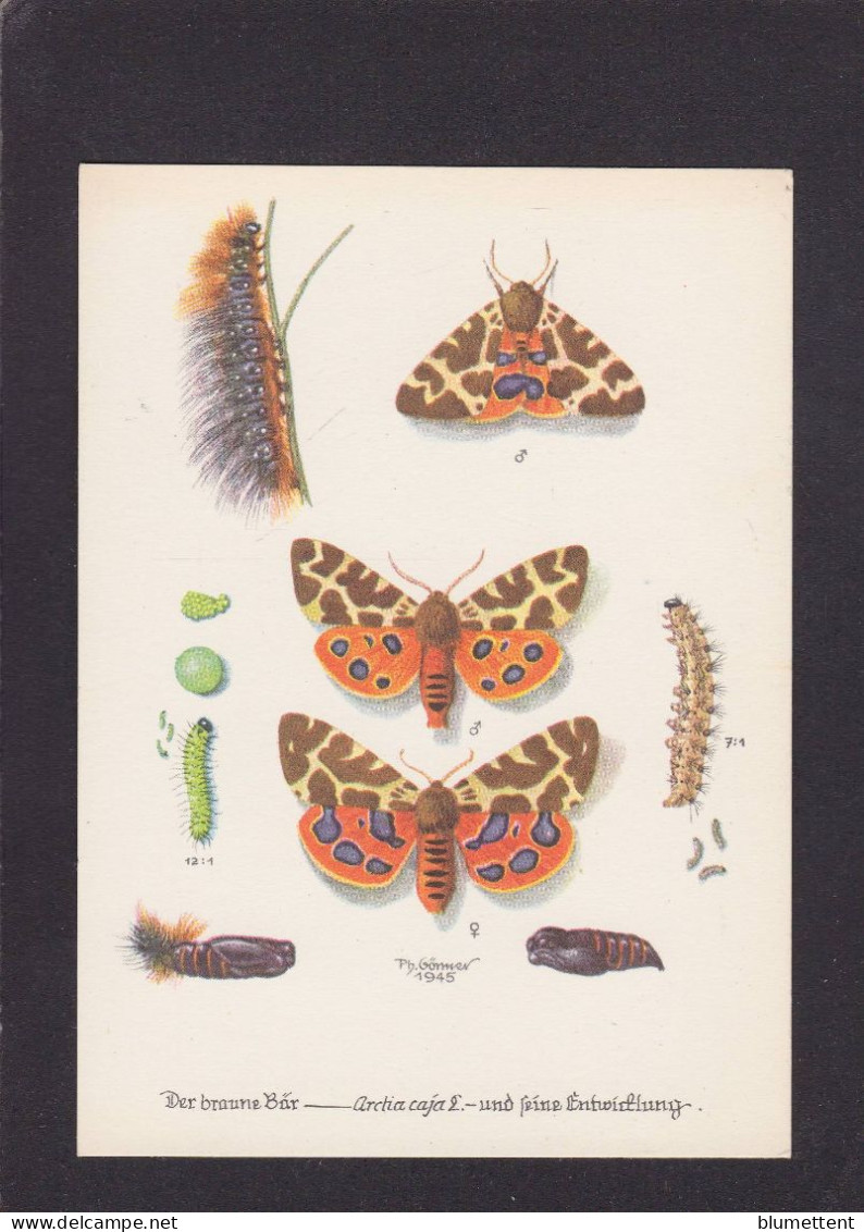 CPSM 1 Euro Papillon Insecte Entomologie Prix De Départ 1 Euro Non Circulée - Insecten