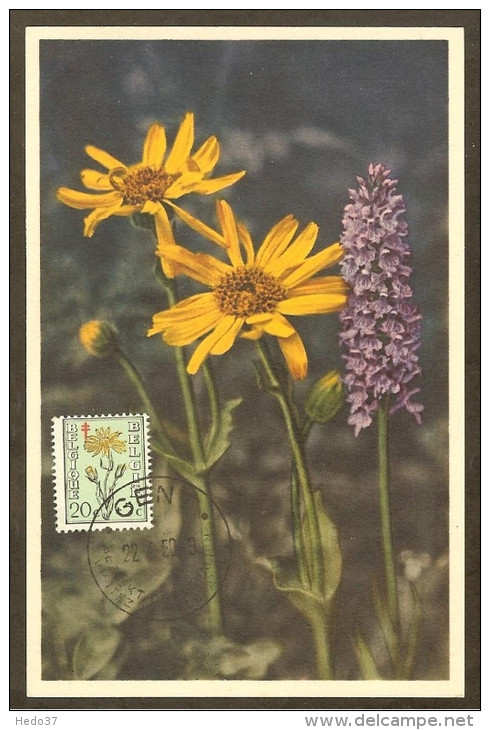 BELGIQUE Carte Maximum - Arnica Des Fagnes - Other & Unclassified