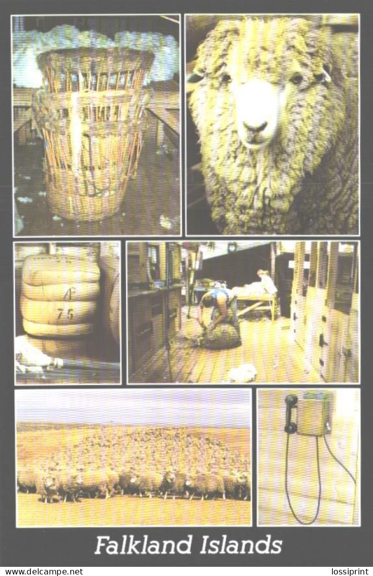 Falkland Islands:The Shearing Shed, Gibraltar Station, San Salvador - Islas Malvinas