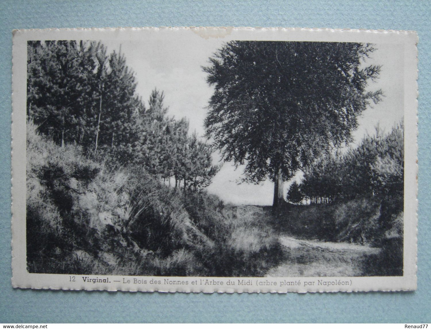 Virginal - Le Bois Des Nonnes Et L'Arbre Du Midi (arbre Planté Par Napoléon) - Ittre