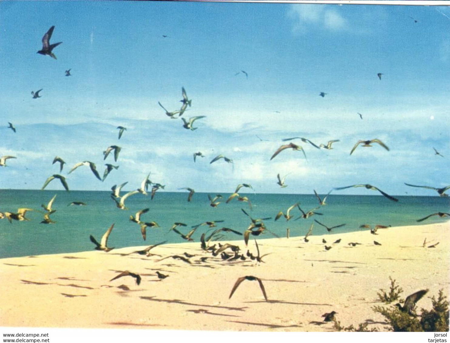 POSTAL    SEYCHELLES ISLANDS  -AFRICA  -SABLE BLANC-CIEL BELU -EAU TURQUISE-L'ISLE AUX OISEAUX - Seychelles