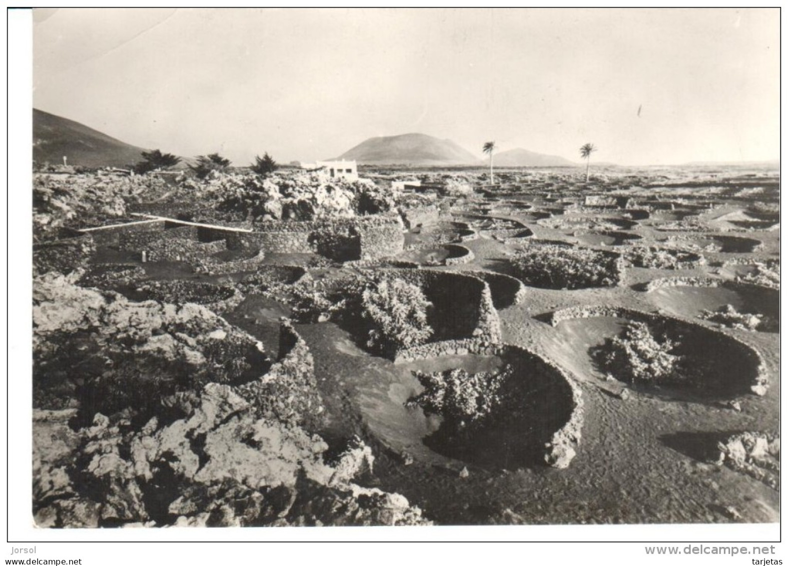 POSTAL   LANZAROTE  -ISLAS CANARIAS - FRUTALES Y VIÑAS EN LA GERIA EL RINCÓN  ( S.II   Nº 3022) - Lanzarote