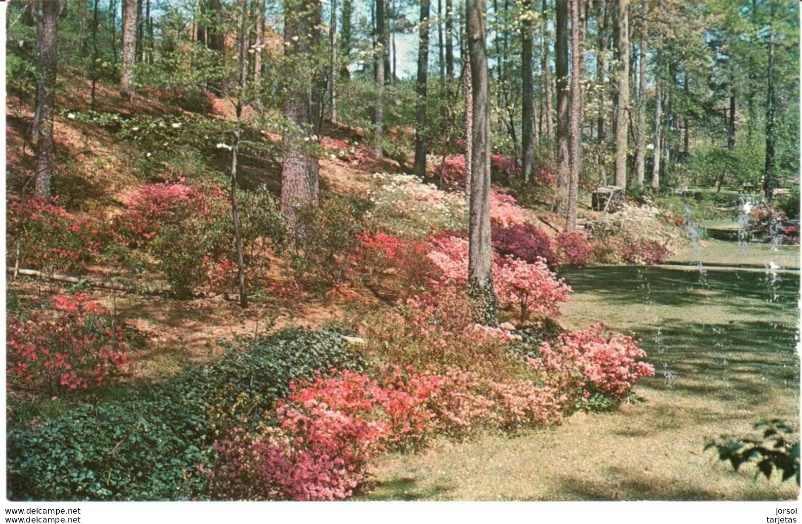 POSTAL    GEORGIA  -EE.UU. -GREETINGS FROM ATLANTA -AZALEAS - Atlanta