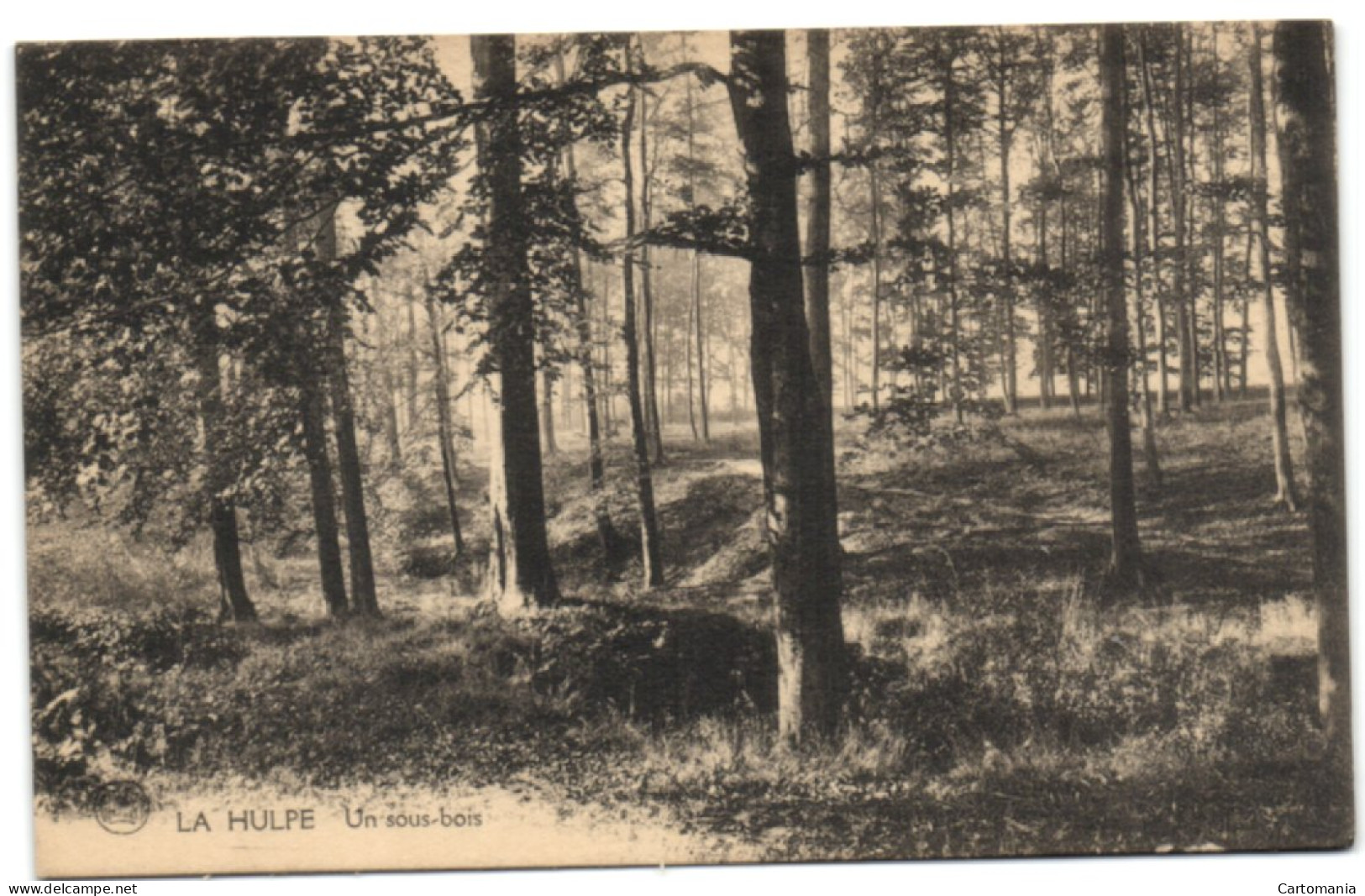 La Hulpe - Un Sous-bois - La Hulpe