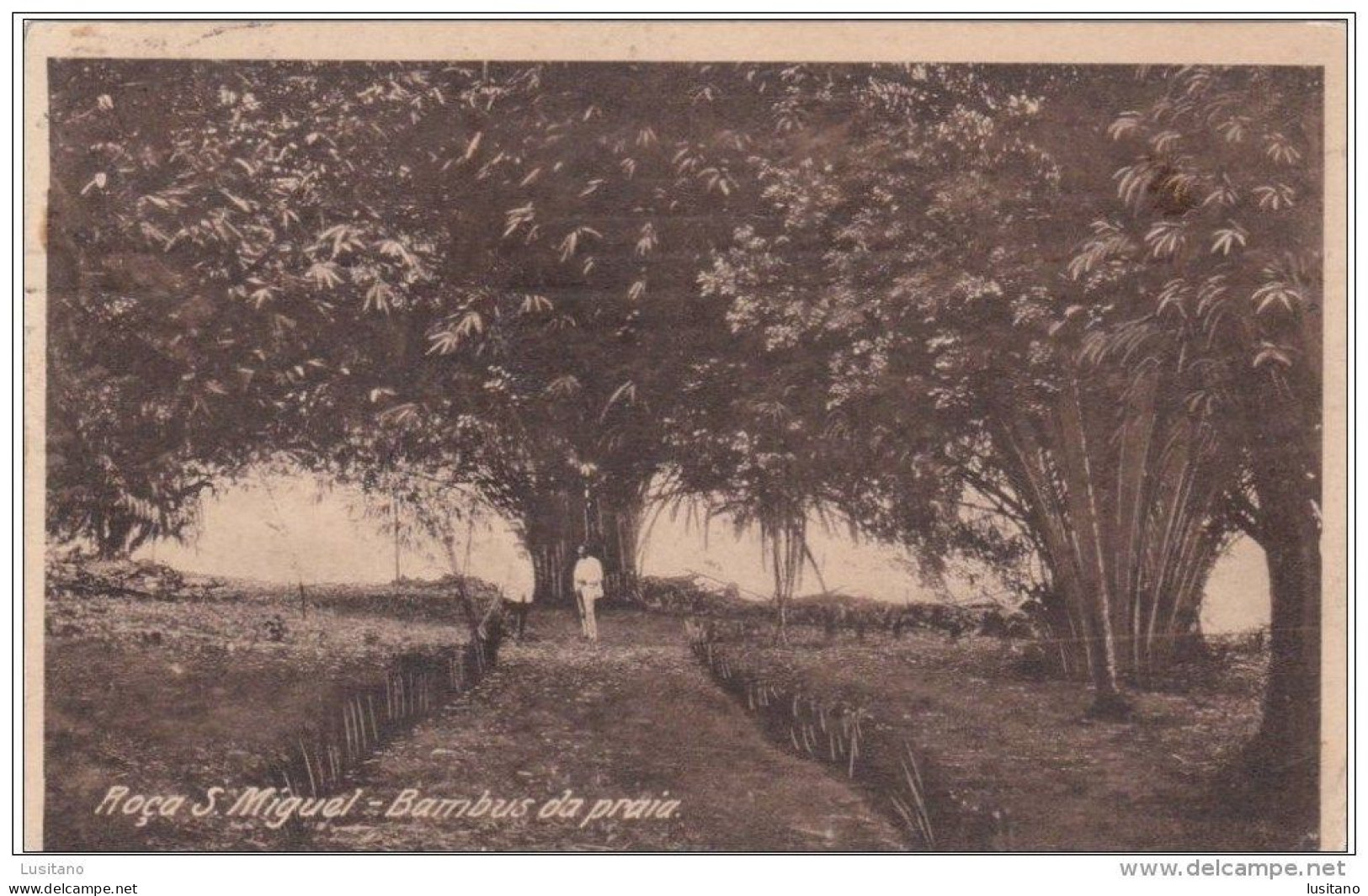 S. Tomé E Principe - Roça S. Miguel - Bambus Da Praia Bambou Bamboo - Sao Tome En Principe