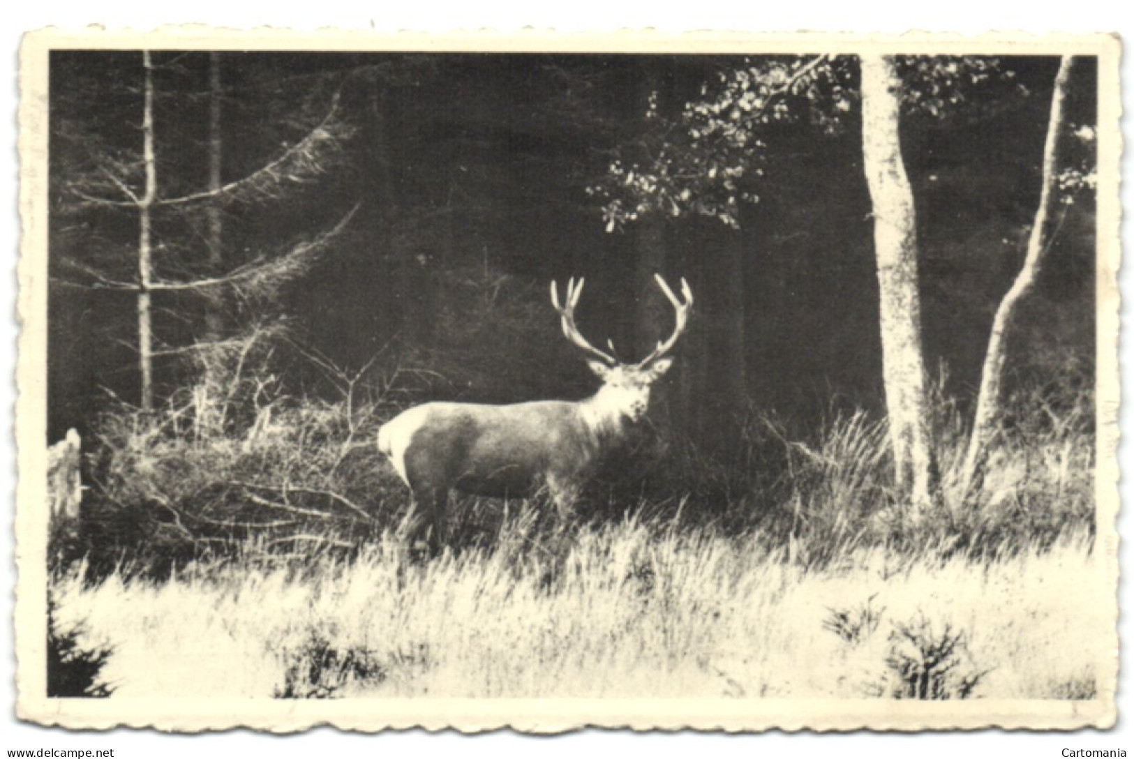 Environs De Martelange - Cerf à L'orée D'un Bois - Martelange