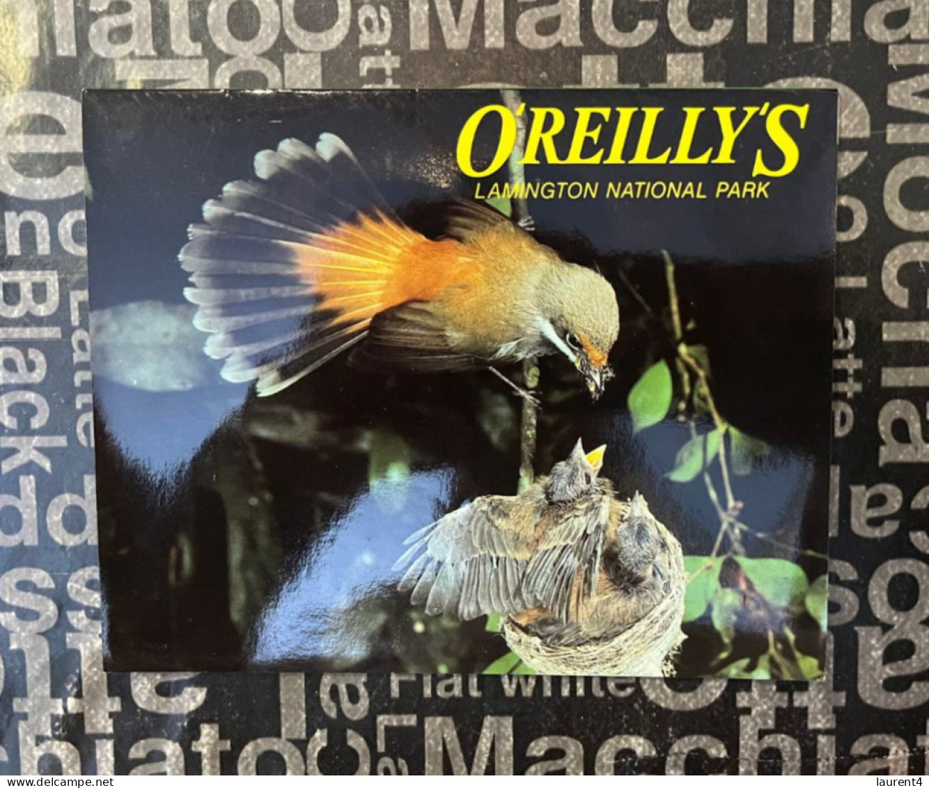 (Folder 145) Australia - QLD - O'Reilly's (bird) - Atherton Tablelands