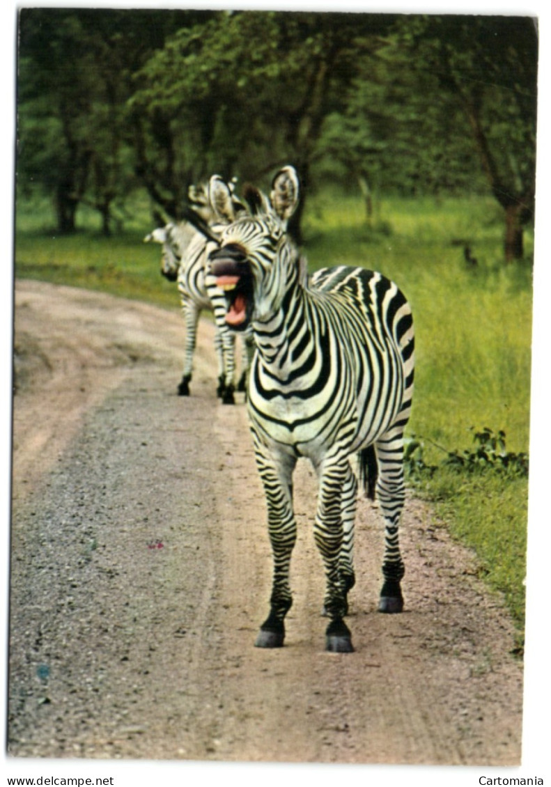 Nairobi - Zebra - Livingstone Park - Sambia