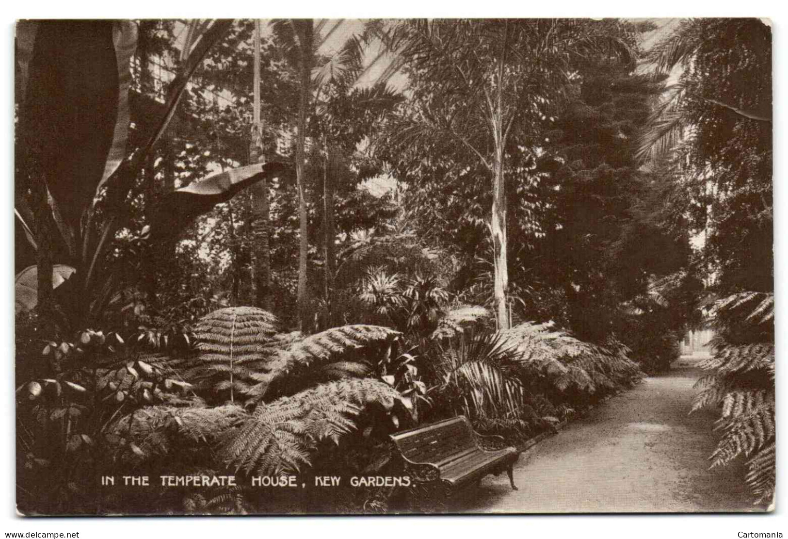 Kew Gardens - In The Temperate House - London Suburbs