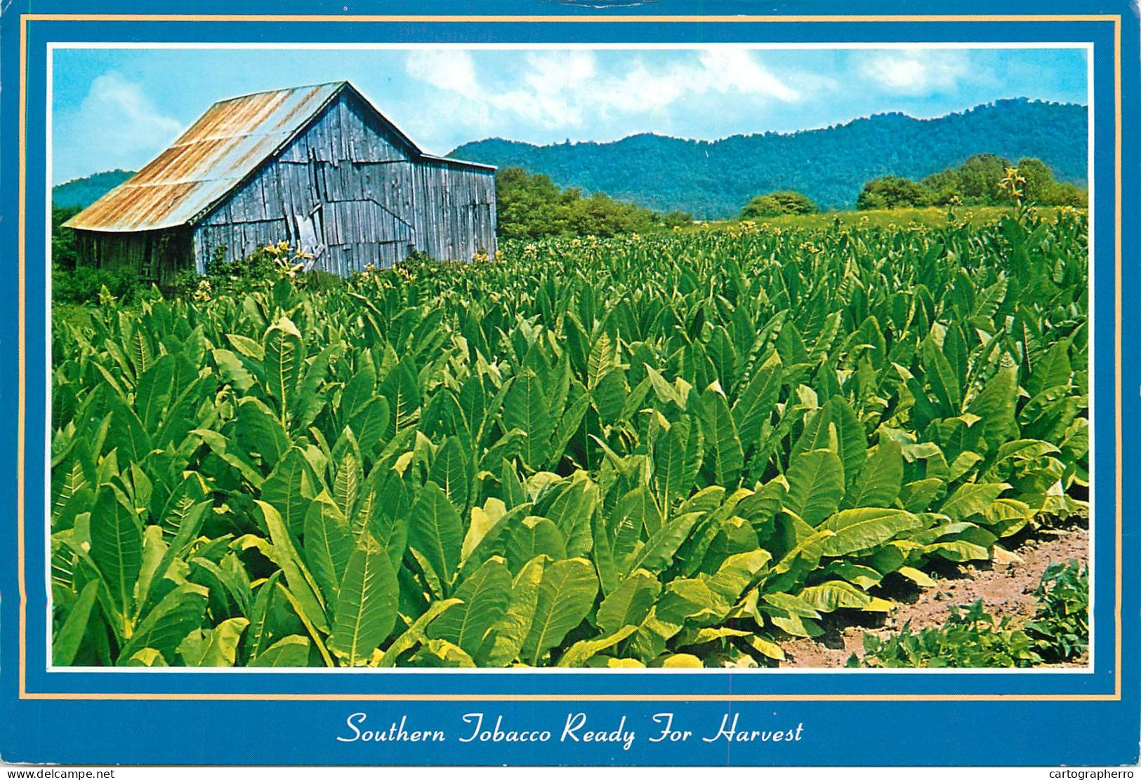 USA North Carolina Tobacco Ready For Harvest - Tabak