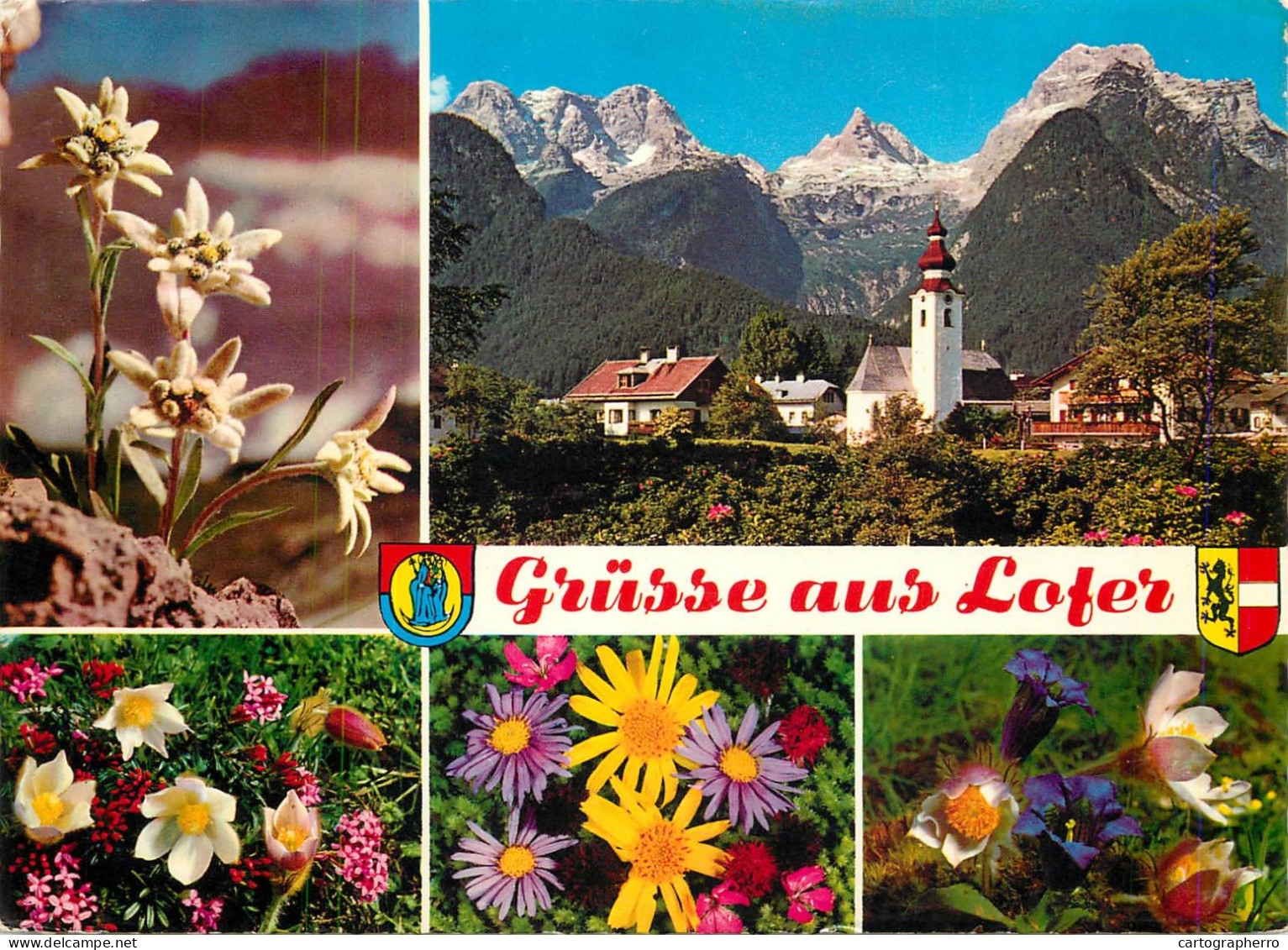 Austria Lofer Mountain Flowers - Lofer