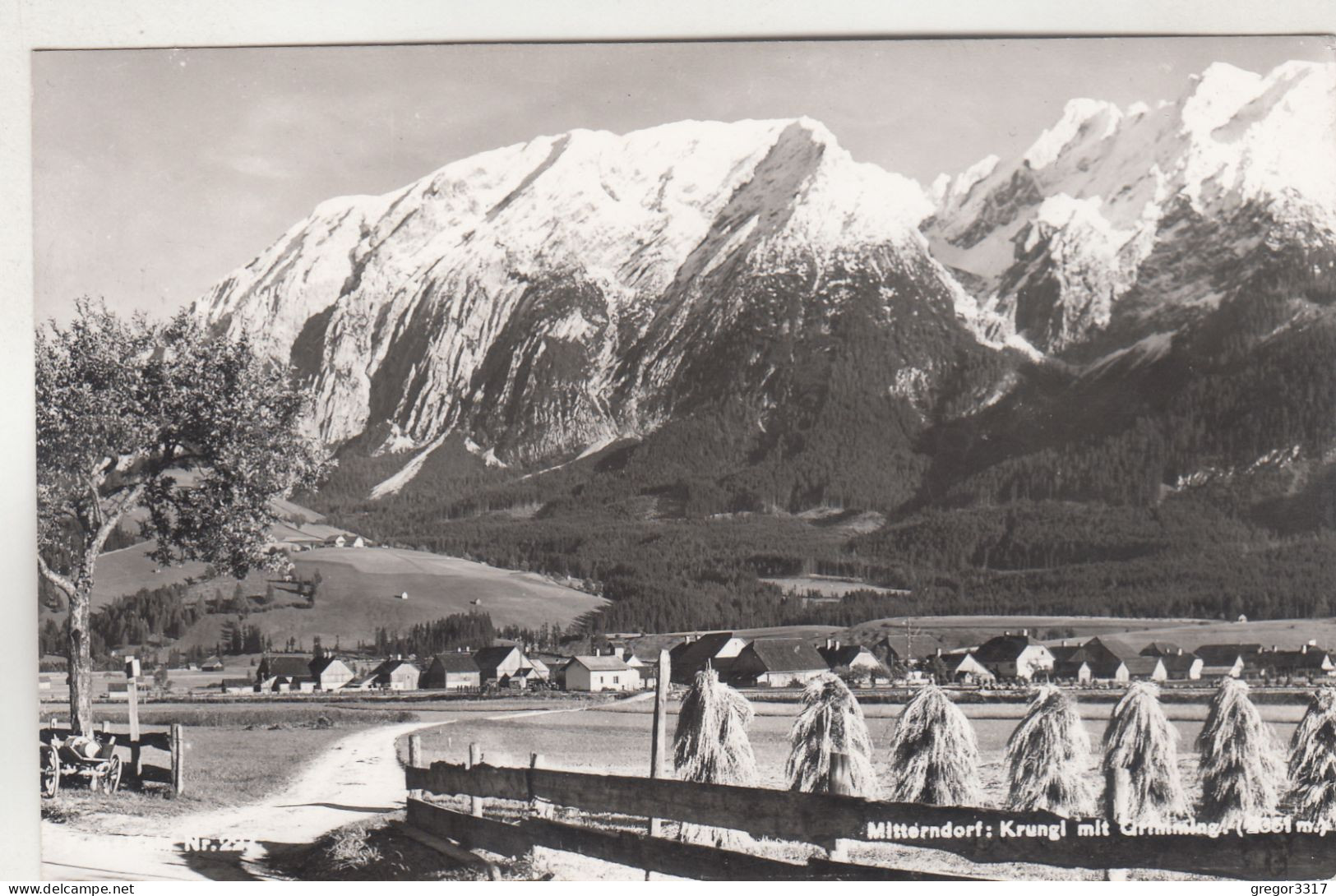 D6899) MITTERNDORF - Krungl Mit Grimming - Straße Heu Einzelner Baum U. Häuser S/W ALT - Bad Mitterndorf