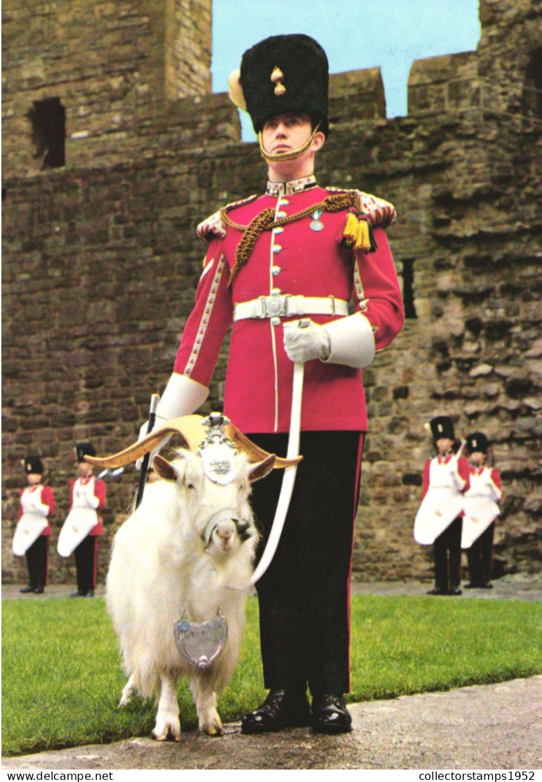 GWYNEDD, CAERNARVON CASTLE, GOAT, GOAT MAJOR, ANIMAL, UNITED KINGDOM - Gwynedd