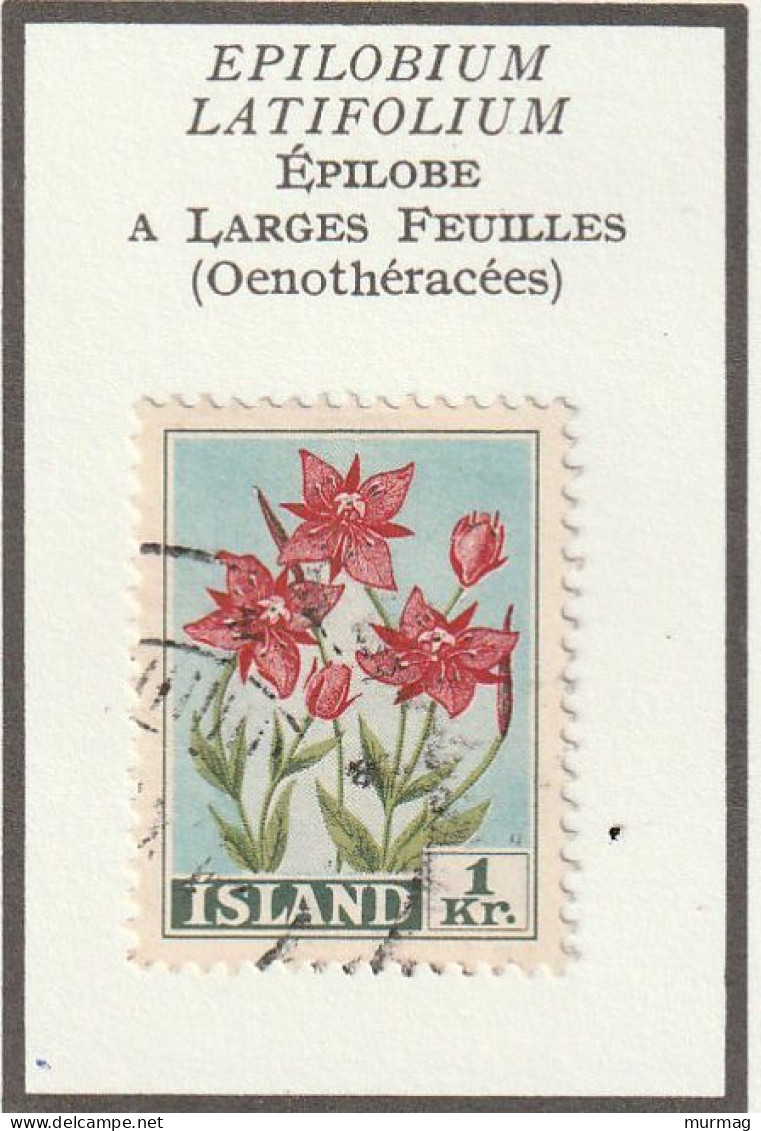 ISLANDE - Fleurs, Flowers, épilobe à Larges Feuilles - Y&T N° 281 - 1958 - Oblitéré - Usati