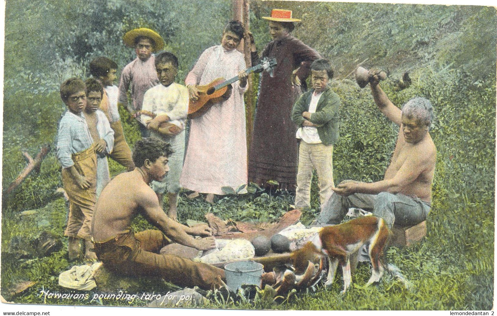 Hawaiians Pounding Taro For Poi - Big Island Of Hawaii