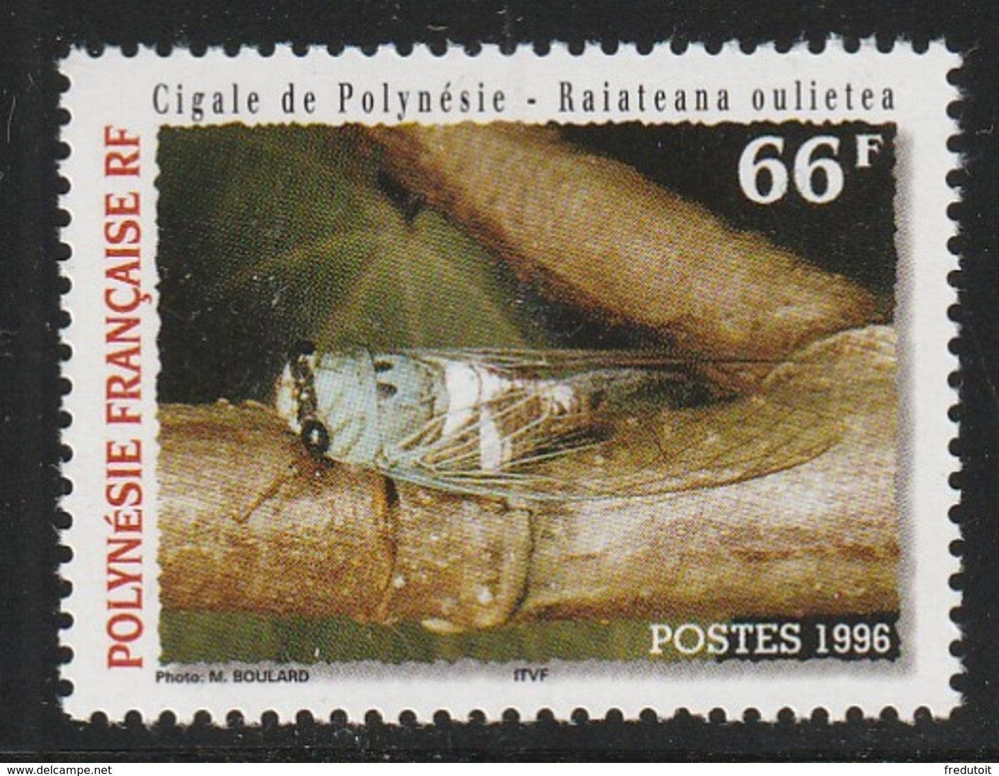 POLYNESIE - N°516 ** (1996) La Cigale - Neufs