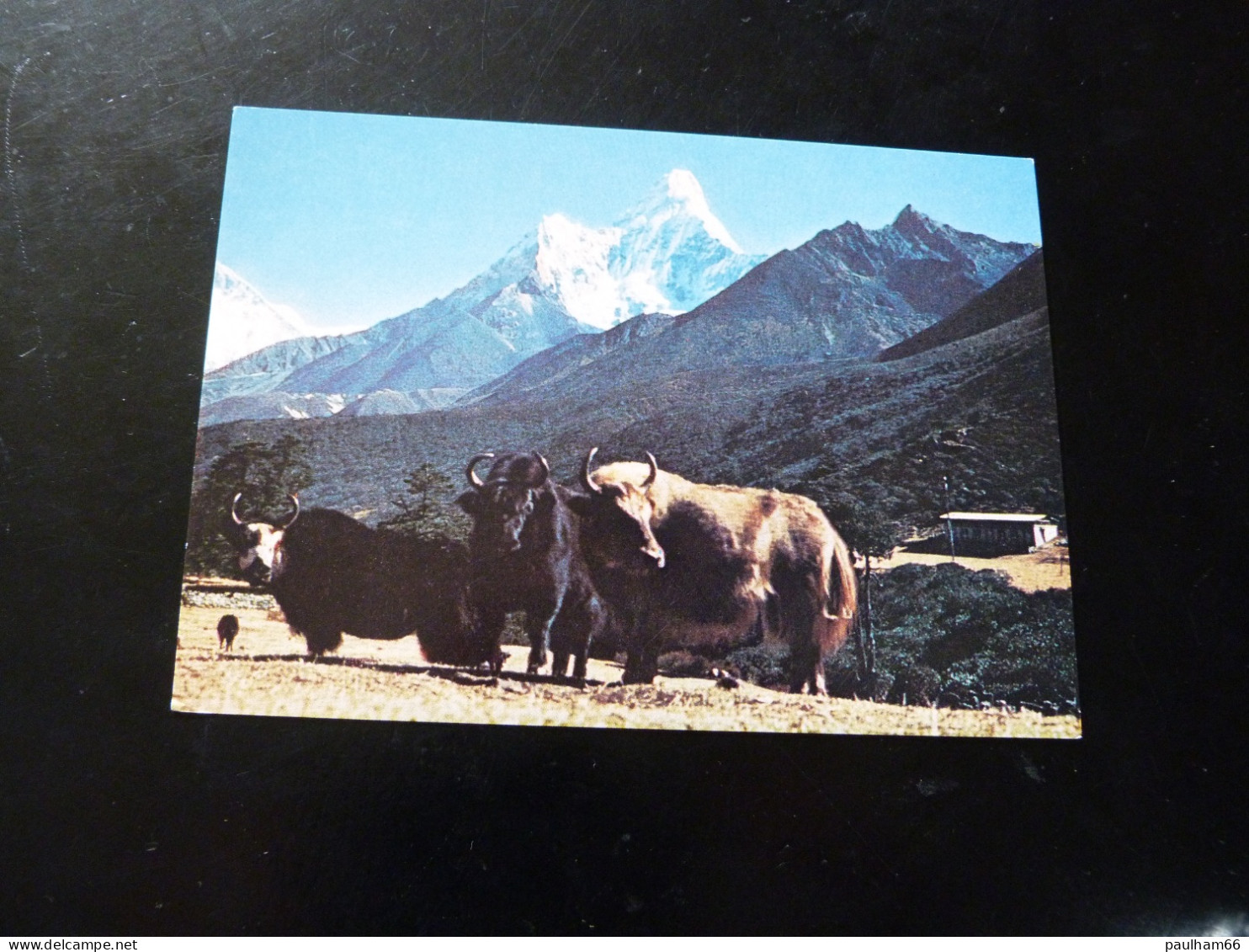 AMADABLAM AND YAK - Népal