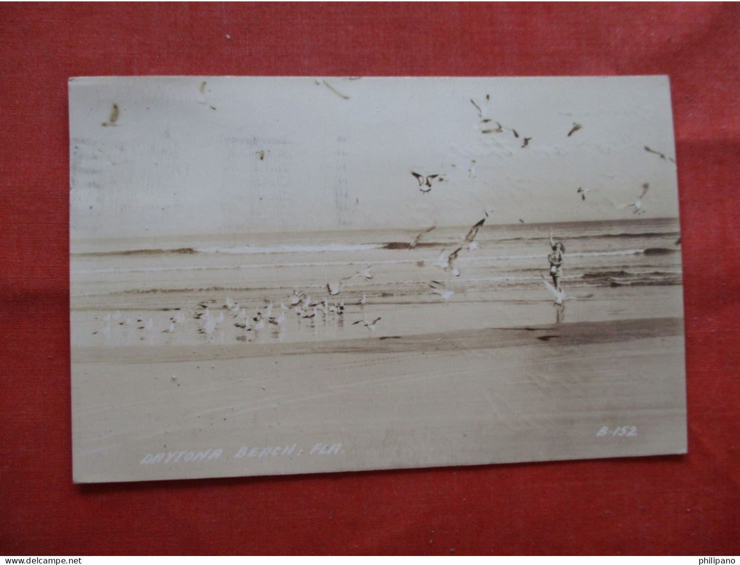 RPPC   Female Deeding Birds On  Daytona  Beach- Florida > Daytona   Ref 6230 - Daytona