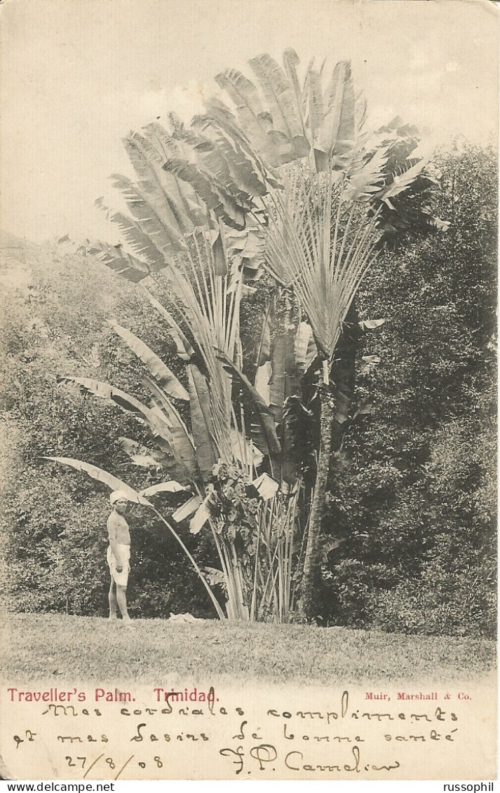 TRINIDAD - TRAVELLER'S PALM- ED. MUIR - 1908 - Trinidad