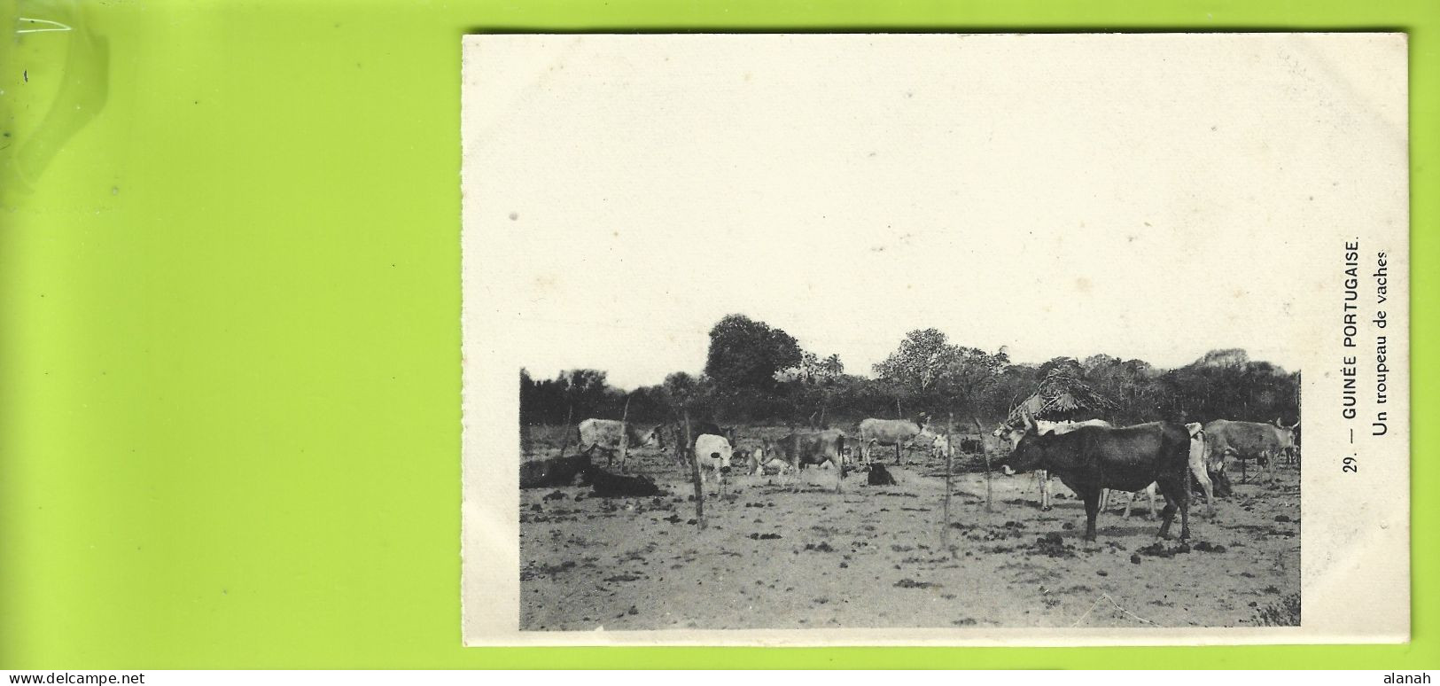 Un Troupeau De Vaches En Guinée Portugaise (Longuet) Guinea Bissau - Guinea-Bissau