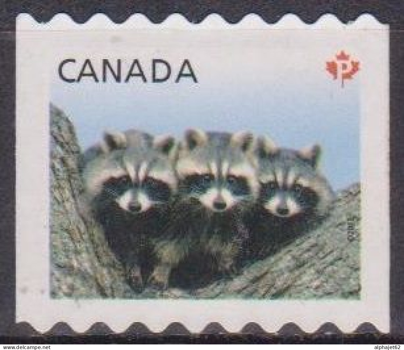 Faune - Jeunes Animaux - CANADA - Ratons Laveurs - N° 2663 - 2012 - Oblitérés