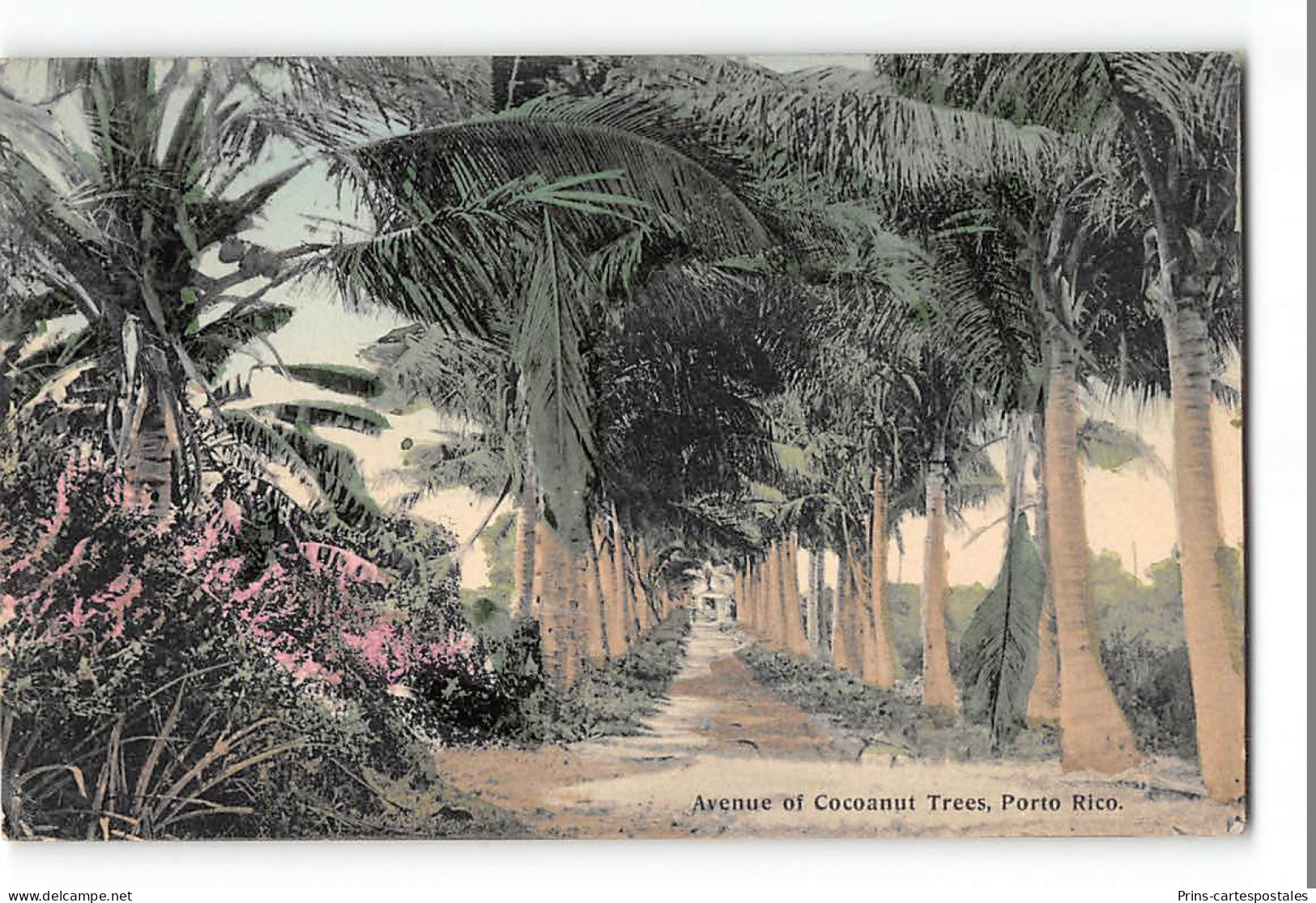 CPA Puerto Rico Avenue Of Cocoanut Trees - Puerto Rico