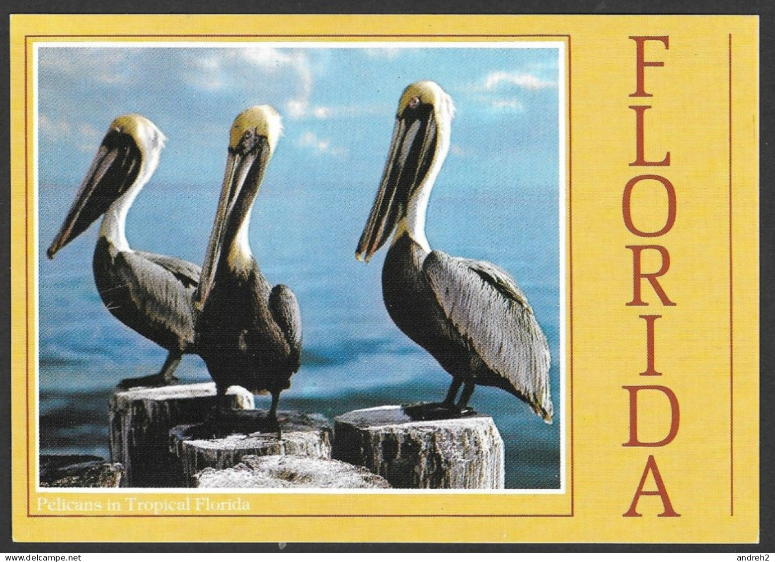 Animaux & Faune - Pelicans In Tropical Florida - Uncirculated  Non Circulée - By John Hinde - Dolphins