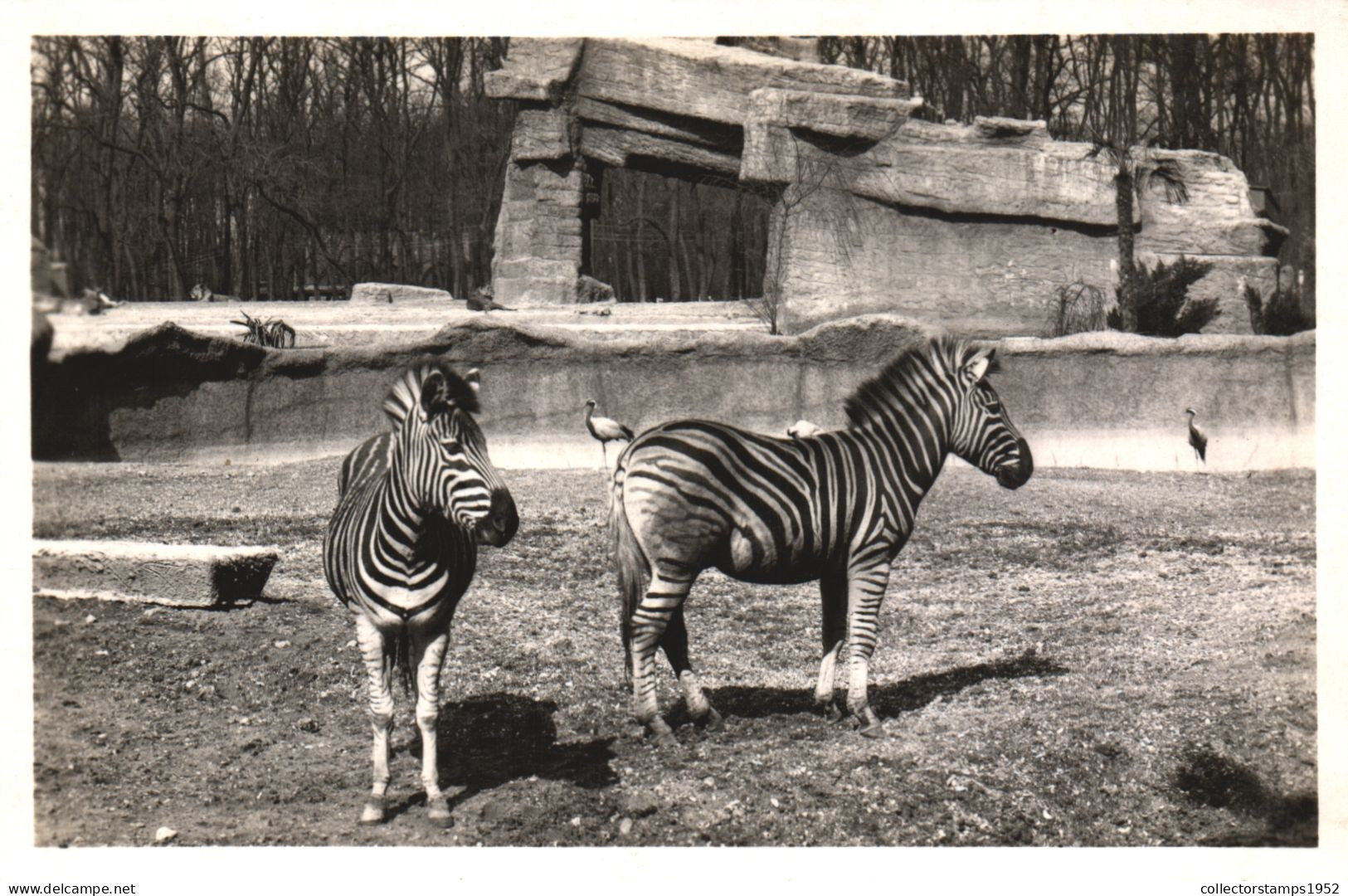 PARIS, BOIS DE VINCENNES, ZOO PARK, ZEBRAS, FRANCE - Zebras