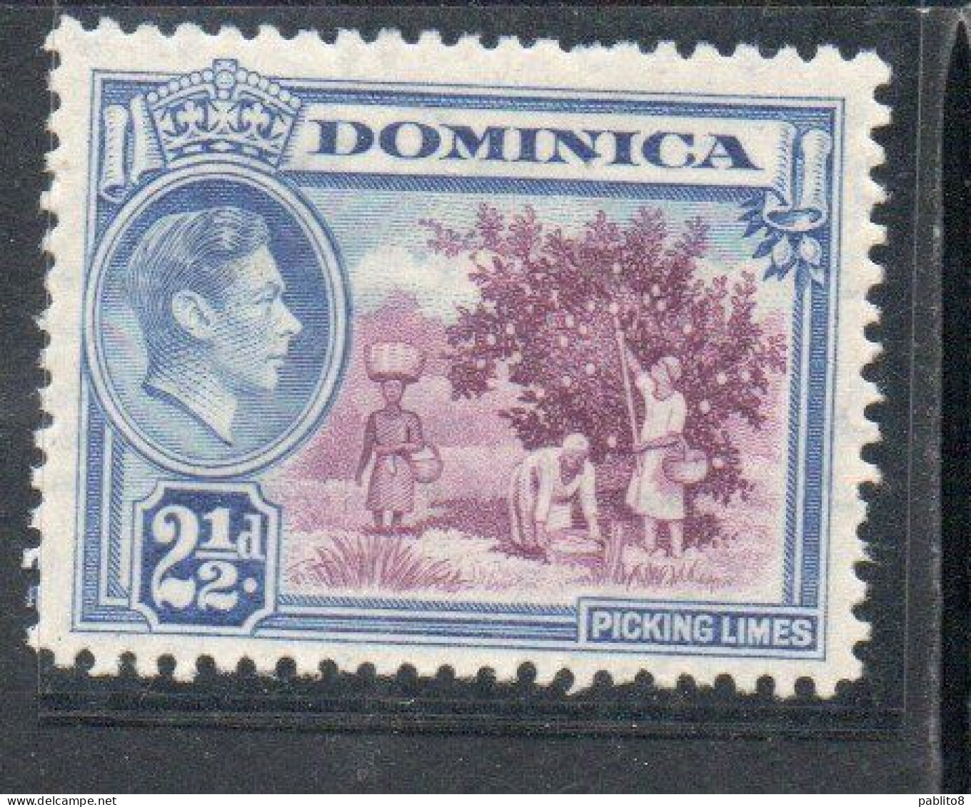DOMINICA 1938 1947 KING GEORGE V 2 1/2p MNH - Dominica (...-1978)