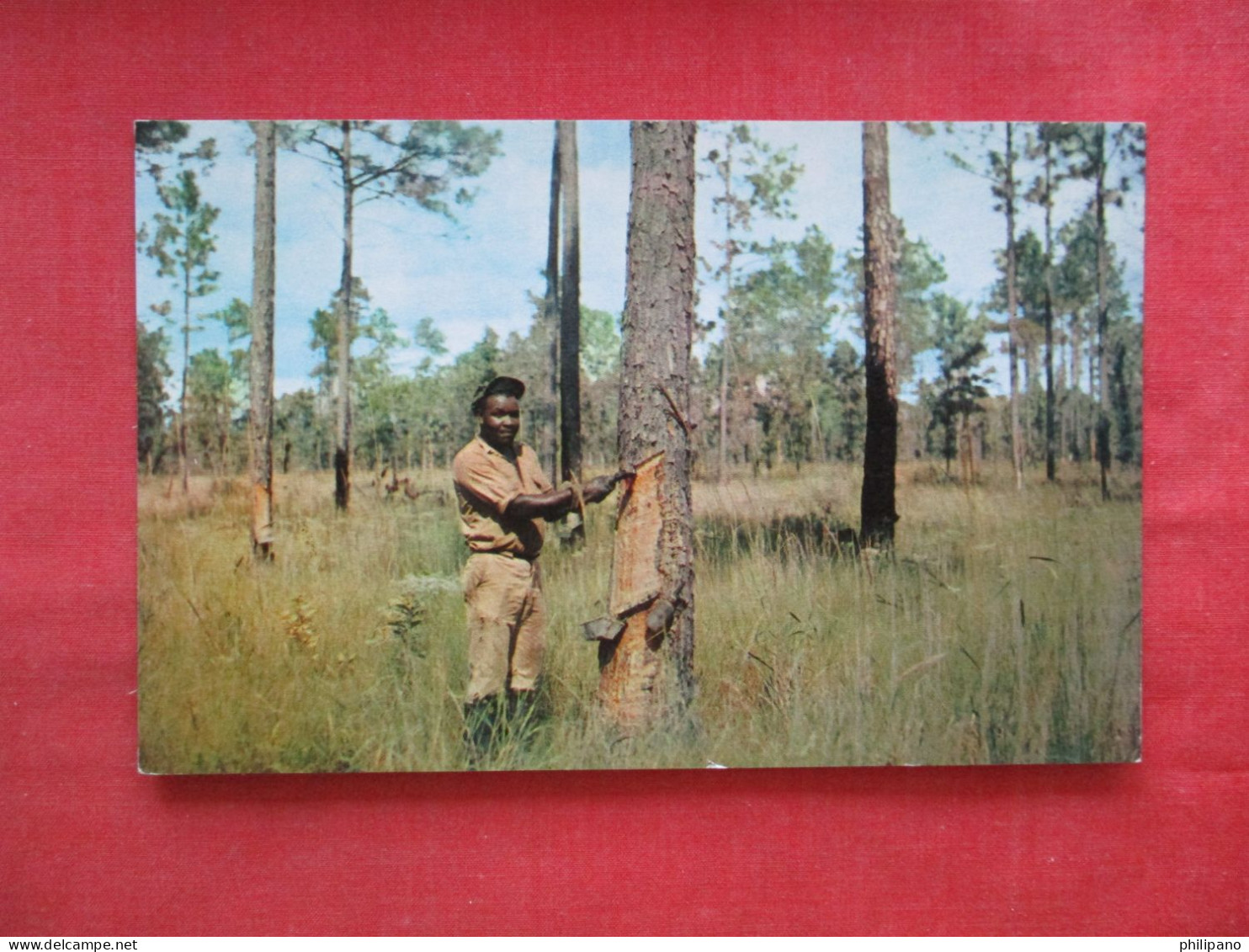 Black Americana     Gathering Pine Gum. Georgia           Ref 6231 - Negro Americana
