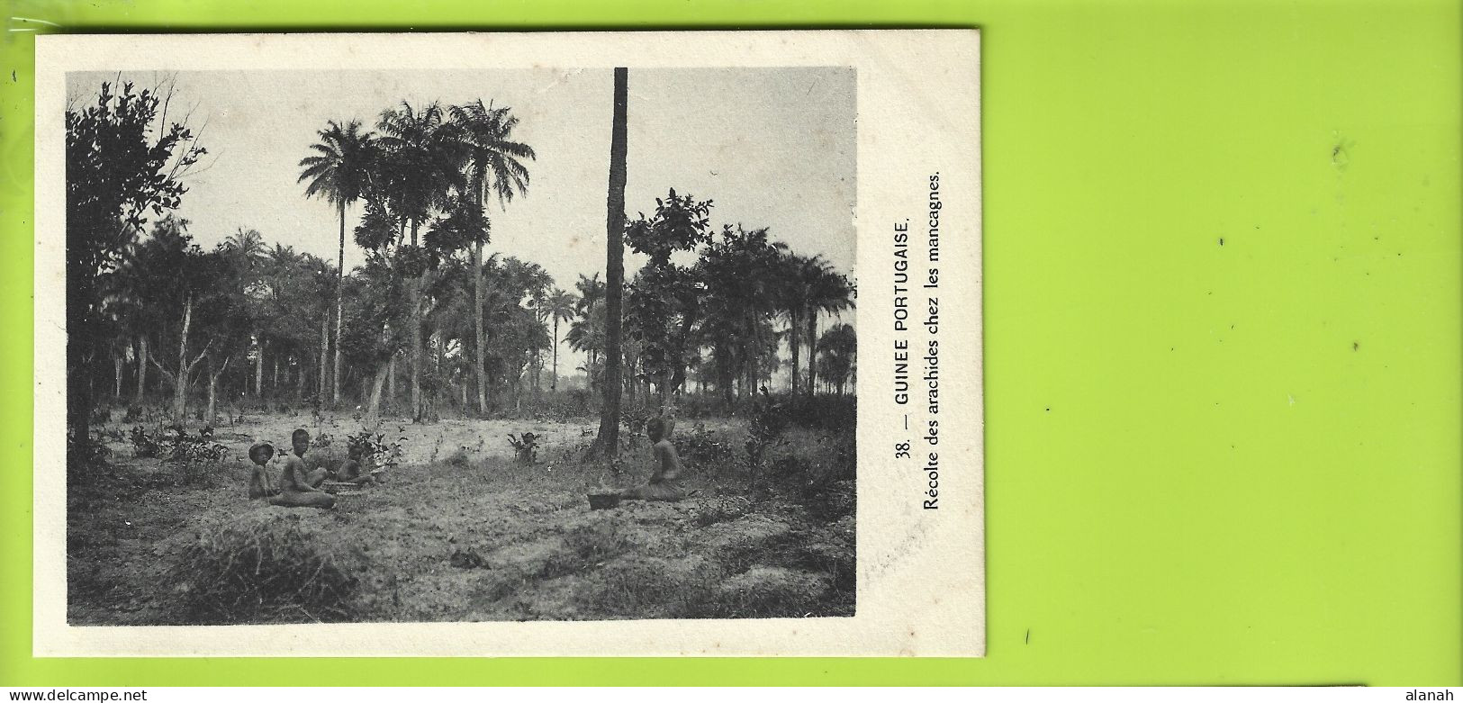 Récolte Des Arachides Chez Les Mancagnes De Guinée Portugaise (Longuet) Guinea Bissau - Guinea Bissau